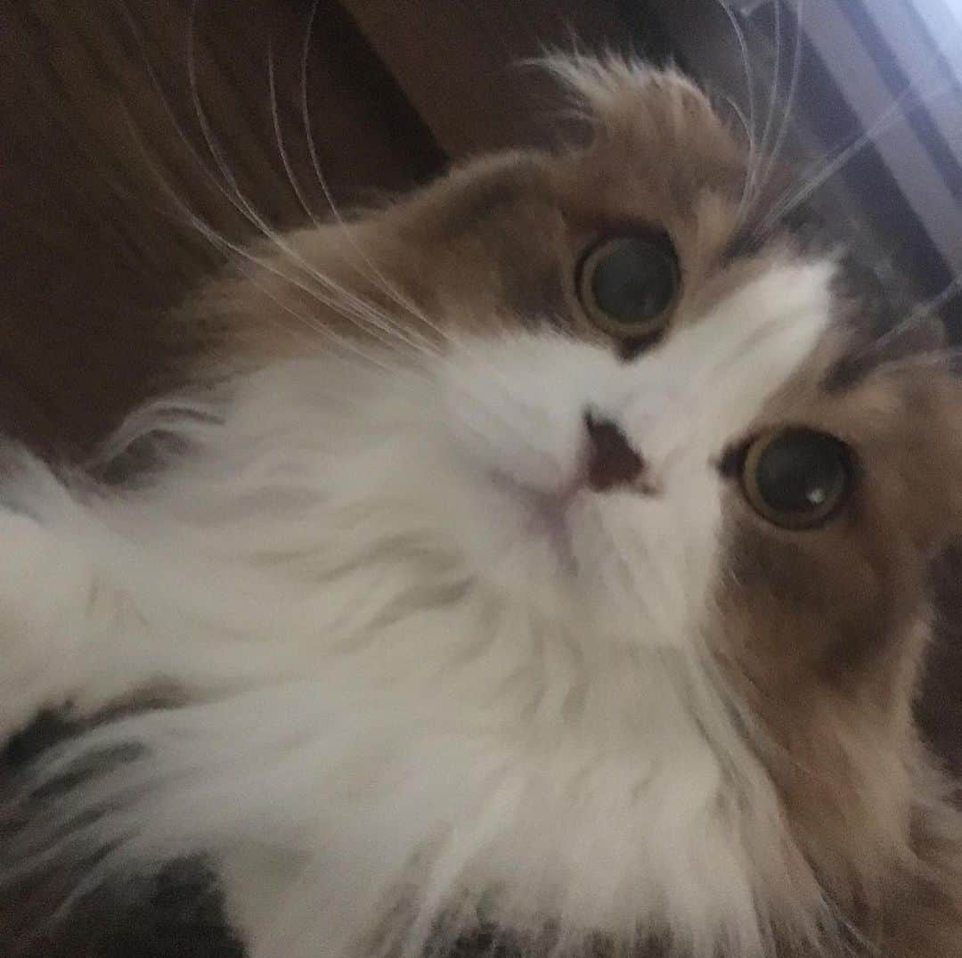 くるみさんのインスタグラム写真 - (くるみInstagram)「犬ねこ譲渡会のお知らせだよ〜  犬や猫をお迎えしたいなって考えている皆さん、 ぜひぜひ脚をお運びください🐾  保護犬保護猫🐶は飼ったことないけど… と心配なあなたにも、 プロボランティアスタッフさんが ピッタリのご縁を結んでくれます。  犬猫さんもあなたもしあわせになるこのご縁に、 ぜひご参加ください☺️  日時：10月9日（月・祝）13時〜16時 場所：京都　印幡薬師　北側ホール  よろしくお願いします  . #ねこ姉妹かわいすぎる」10月8日 15時52分 - kurukurukurumi222