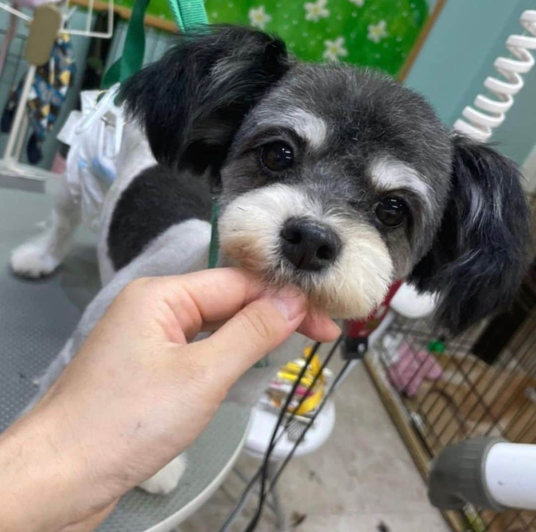 くるみさんのインスタグラム写真 - (くるみInstagram)「犬ねこ譲渡会のお知らせだよ〜  犬や猫をお迎えしたいなって考えている皆さん、 ぜひぜひ脚をお運びください🐾  保護犬保護猫🐶は飼ったことないけど… と心配なあなたにも、 プロボランティアスタッフさんが ピッタリのご縁を結んでくれます。  犬猫さんもあなたもしあわせになるこのご縁に、 ぜひご参加ください☺️  日時：10月9日（月・祝）13時〜16時 場所：京都　印幡薬師　北側ホール  よろしくお願いします  . #ねこ姉妹かわいすぎる」10月8日 15時52分 - kurukurukurumi222