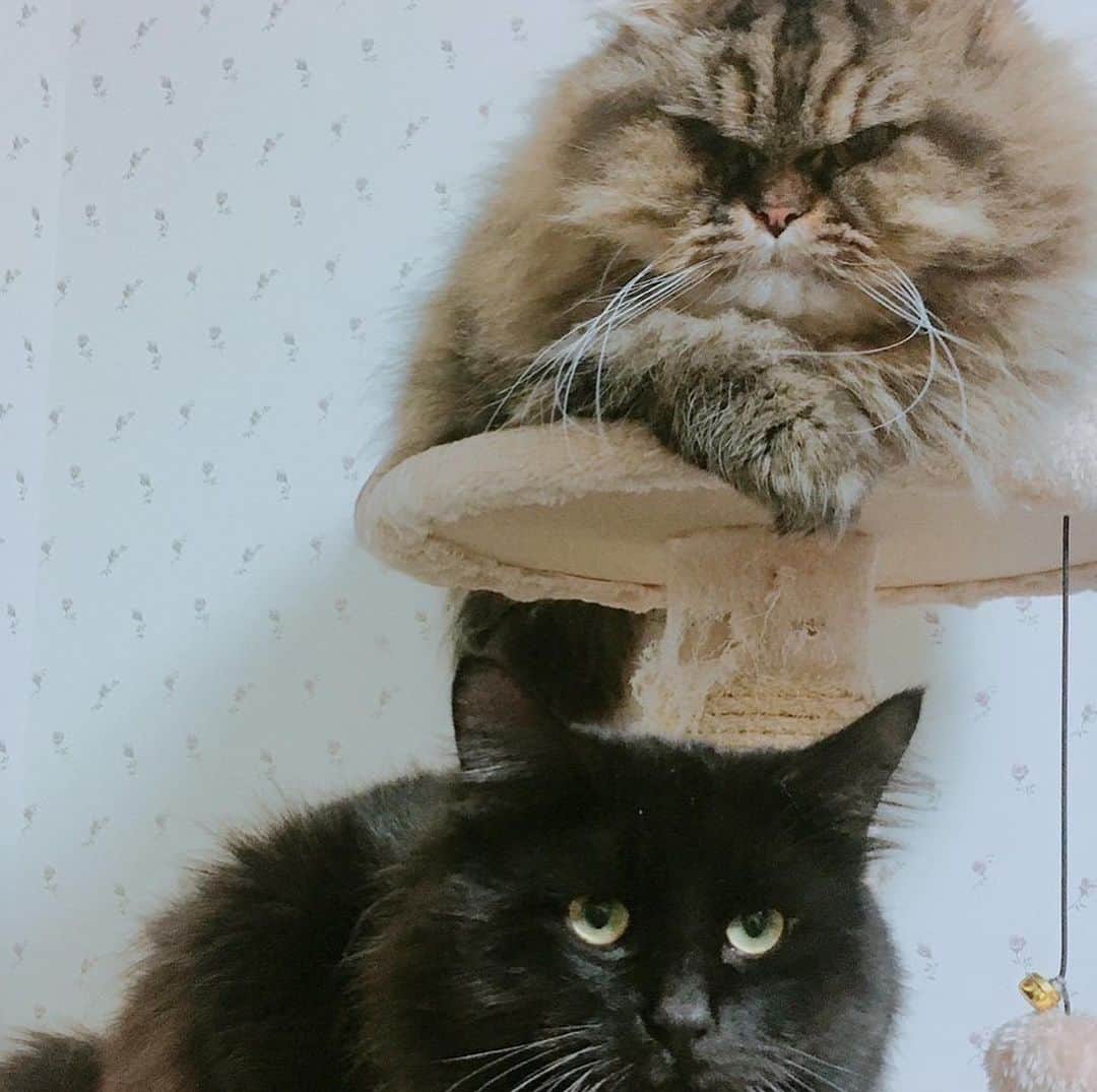 くるみさんのインスタグラム写真 - (くるみInstagram)「犬ねこ譲渡会のお知らせだよ〜  犬や猫をお迎えしたいなって考えている皆さん、 ぜひぜひ脚をお運びください🐾  保護犬保護猫🐶は飼ったことないけど… と心配なあなたにも、 プロボランティアスタッフさんが ピッタリのご縁を結んでくれます。  犬猫さんもあなたもしあわせになるこのご縁に、 ぜひご参加ください☺️  日時：10月9日（月・祝）13時〜16時 場所：京都　印幡薬師　北側ホール  よろしくお願いします  . #ねこ姉妹かわいすぎる」10月8日 15時52分 - kurukurukurumi222