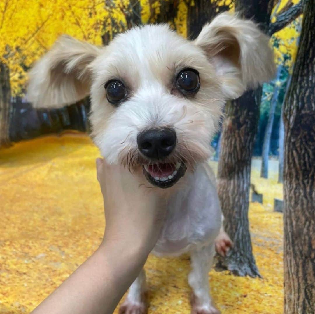 くるみさんのインスタグラム写真 - (くるみInstagram)「犬ねこ譲渡会のお知らせだよ〜  犬や猫をお迎えしたいなって考えている皆さん、 ぜひぜひ脚をお運びください🐾  保護犬保護猫🐶は飼ったことないけど… と心配なあなたにも、 プロボランティアスタッフさんが ピッタリのご縁を結んでくれます。  犬猫さんもあなたもしあわせになるこのご縁に、 ぜひご参加ください☺️  日時：10月9日（月・祝）13時〜16時 場所：京都　印幡薬師　北側ホール  よろしくお願いします  . #ねこ姉妹かわいすぎる」10月8日 15時52分 - kurukurukurumi222