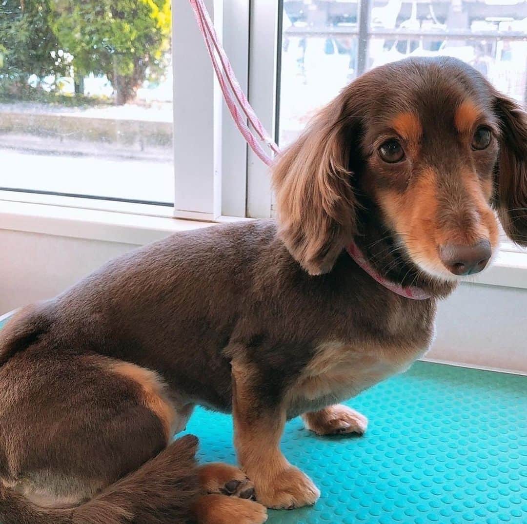 くるみさんのインスタグラム写真 - (くるみInstagram)「犬ねこ譲渡会のお知らせだよ〜  犬や猫をお迎えしたいなって考えている皆さん、 ぜひぜひ脚をお運びください🐾  保護犬保護猫🐶は飼ったことないけど… と心配なあなたにも、 プロボランティアスタッフさんが ピッタリのご縁を結んでくれます。  犬猫さんもあなたもしあわせになるこのご縁に、 ぜひご参加ください☺️  日時：10月9日（月・祝）13時〜16時 場所：京都　印幡薬師　北側ホール  よろしくお願いします  . #ねこ姉妹かわいすぎる」10月8日 15時52分 - kurukurukurumi222