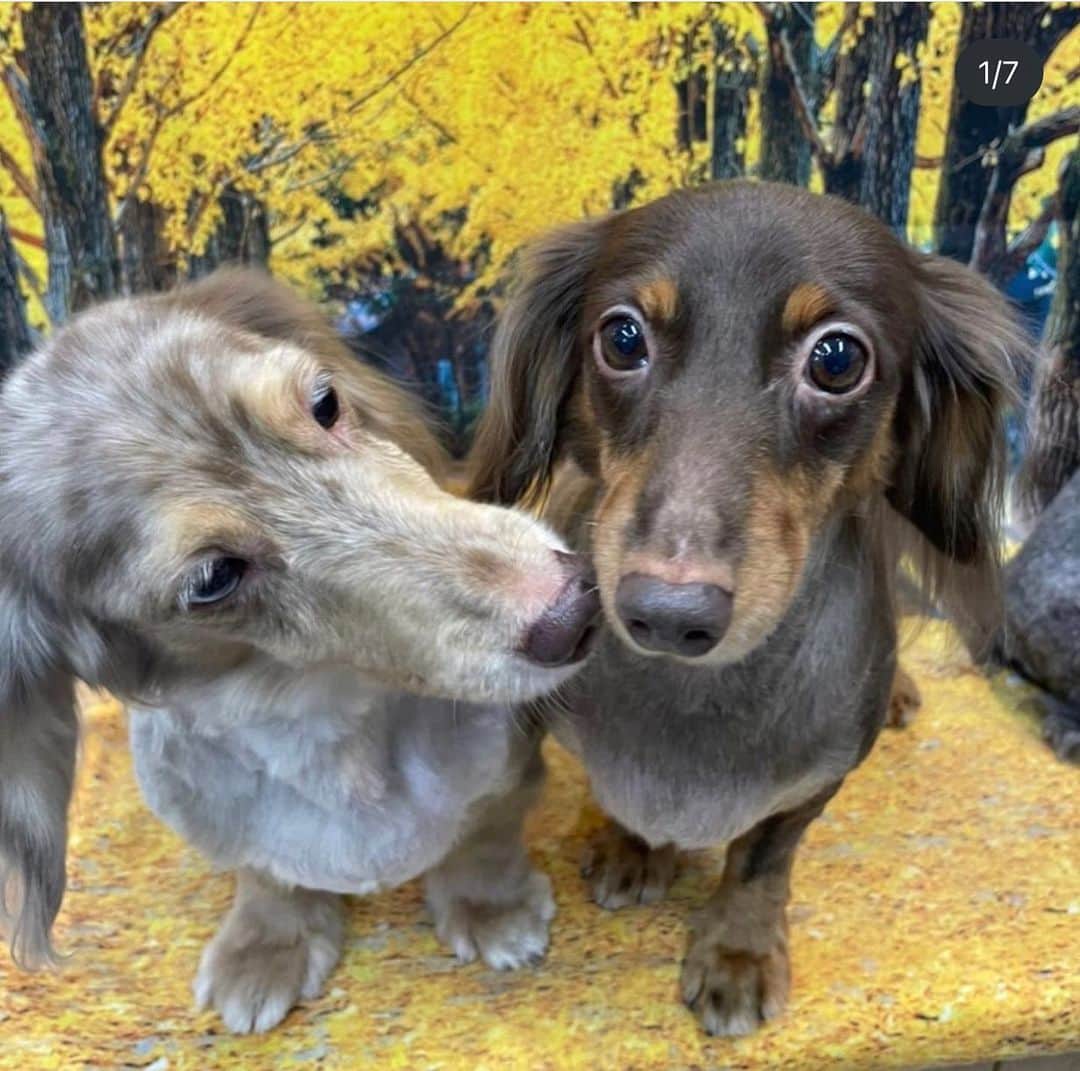 くるみのインスタグラム：「犬ねこ譲渡会のお知らせだよ〜  犬や猫をお迎えしたいなって考えている皆さん、 ぜひぜひ脚をお運びください🐾  保護犬保護猫🐶は飼ったことないけど… と心配なあなたにも、 プロボランティアスタッフさんが ピッタリのご縁を結んでくれます。  犬猫さんもあなたもしあわせになるこのご縁に、 ぜひご参加ください☺️  日時：10月9日（月・祝）13時〜16時 場所：京都　印幡薬師　北側ホール  よろしくお願いします  . #ねこ姉妹かわいすぎる」