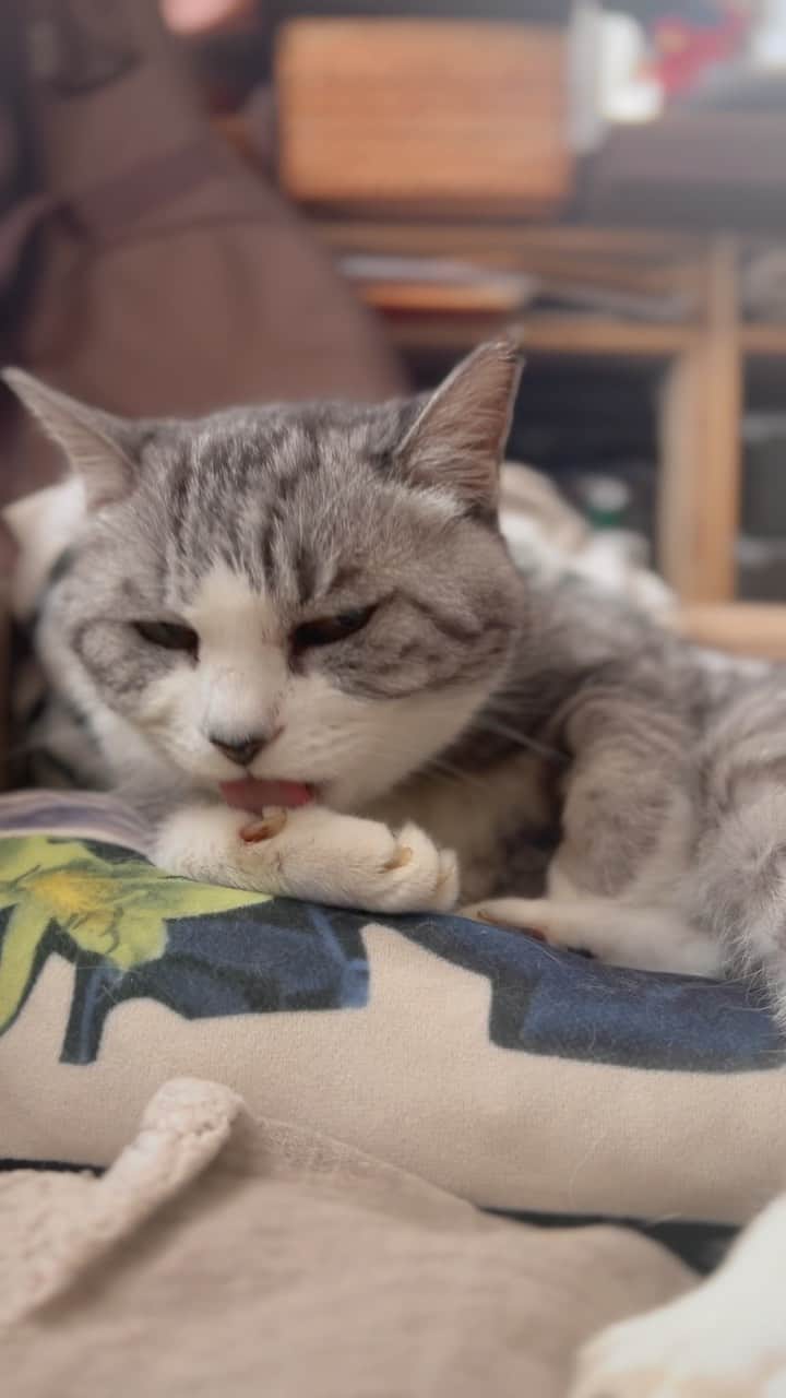 坂本美雨のインスタグラム：「日曜日のビューティータイム。 #sundaymorning #cat #サバ美 #サバムービー」