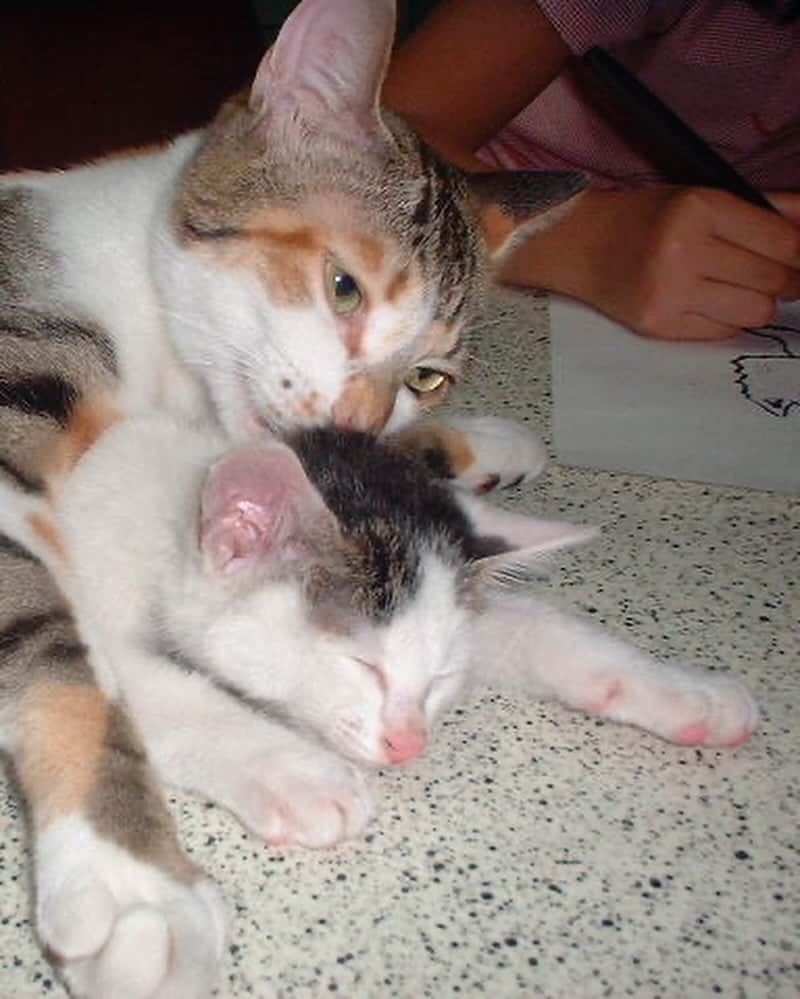 Kachimo Yoshimatsuさんのインスタグラム写真 - (Kachimo YoshimatsuInstagram)「8の付く日は、ベービーズの日 今日は、ヨウカンさん 2001年6月22日に保護しました。 Photo:2001.06.22 この子があんなデッカい子になるなんてね。  #うちの猫ら #猫 #ねこ #ニャンスタグラム #yohkan #ベービーの日　#にゃんすたぐらむ #ねこのきもち #cat #ネコ #catstagram #ネコ部 http://kachimo.exblog.jp」10月8日 16時28分 - kachimo