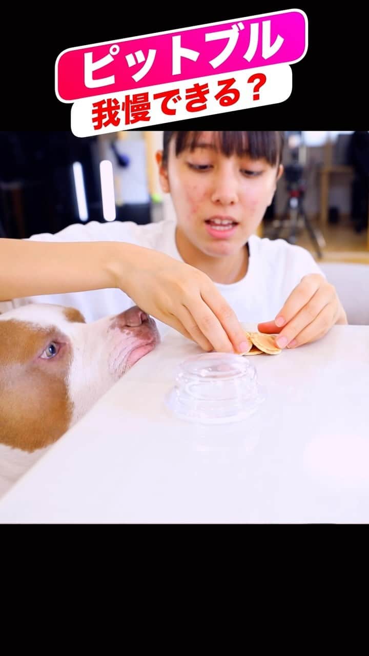 りくのインスタグラム：「ピットブルのロッキーは飼い主が居なかったらおやつ我慢できる？ #アメリカンピットブル #ピットブル #ペット #犬 #犬のいる暮らし #いぬすたぐらむ #可愛い」