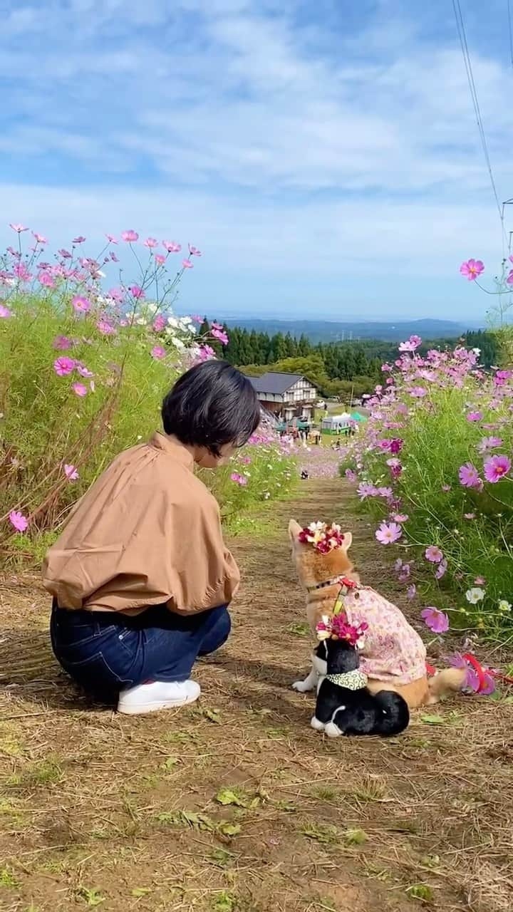 柴犬 けんしろう ゆりあのインスタグラム：「🐶🌼  去年の10月は 一面のコスモス畑の中で 親友のmちゃんとゆりあの かわいいシーンが見れたんだったなぁ♡  今見てもにまにましちゃう😊  前回のpostでお伝えした ゆりあの大冒険先 正解してた方いましたよ〜🚄✨  #コスモス #秋桜　 #cosmos」