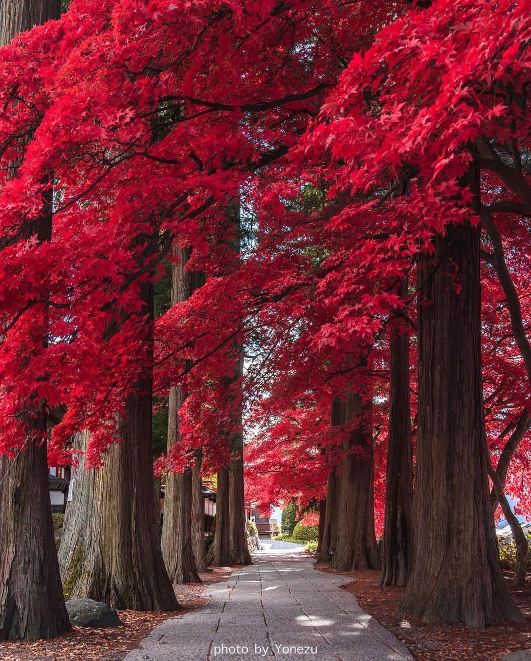 のインスタグラム：「#長円寺 濃く深い紅から鮮やかな朱へと変化する楓のトンネル。10月中旬頃から緑が黒がかり、黒が抜けると鮮やかな朱色へと変化してゆきます。 . . ━━━━━━━━━━━━━━━ 📍 長野県「長円寺」 📷 @yudy1220 📅 2020.11 ━━━━━━━━━━━━━━━ . . 素敵なお写真をありがとうございました┈✈︎  .  . ☑ あらかじめ最新情報をご確認の上、お出かけください。 ☑ #jalan_travel をつけて、ぜひ今までの旅行先の思い出写真を投稿してください。このアカウントでご紹介させていただきます。(じゃらんニュースでも紹介される可能性があります） . . . . . . #いつか行きたい #じゃらん #観光 #観光地 #観光スポット #旅行 #旅行好きな人と繋がりたい #旅行好き  #japantravelphoto #japantrip #japantravel #国内旅行 #絶景 #絶景スポット #誰かに見せたい景色 #誰かに見せたい風景 #長野 #長野観光 #長野旅行 #nagano」