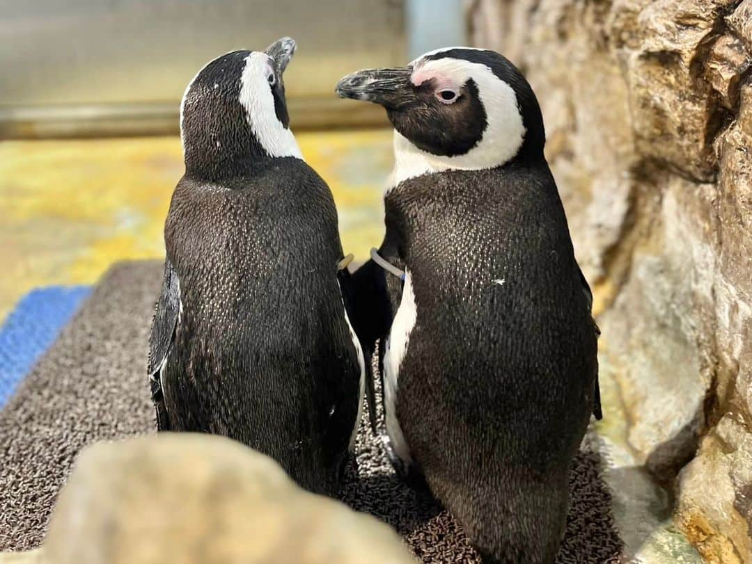 アクアパーク品川のインスタグラム：「うしろをチラリ👀✨  #ケープペンギン #AfricanPenguin #ペンギン #penguin #アクアパークfriends #マクセルアクアパーク品川 #MaxellAquaParkShinagawa #アクアパーク #aquapark #アクアパーク品川 #aquaparkshinagawa #水族館 #aquarium #水族館デート #屋内遊び場 #東京 #都内 #品川 #駅近 #Tokyo #shinagawa #品プリ #品川プリンスホテル」