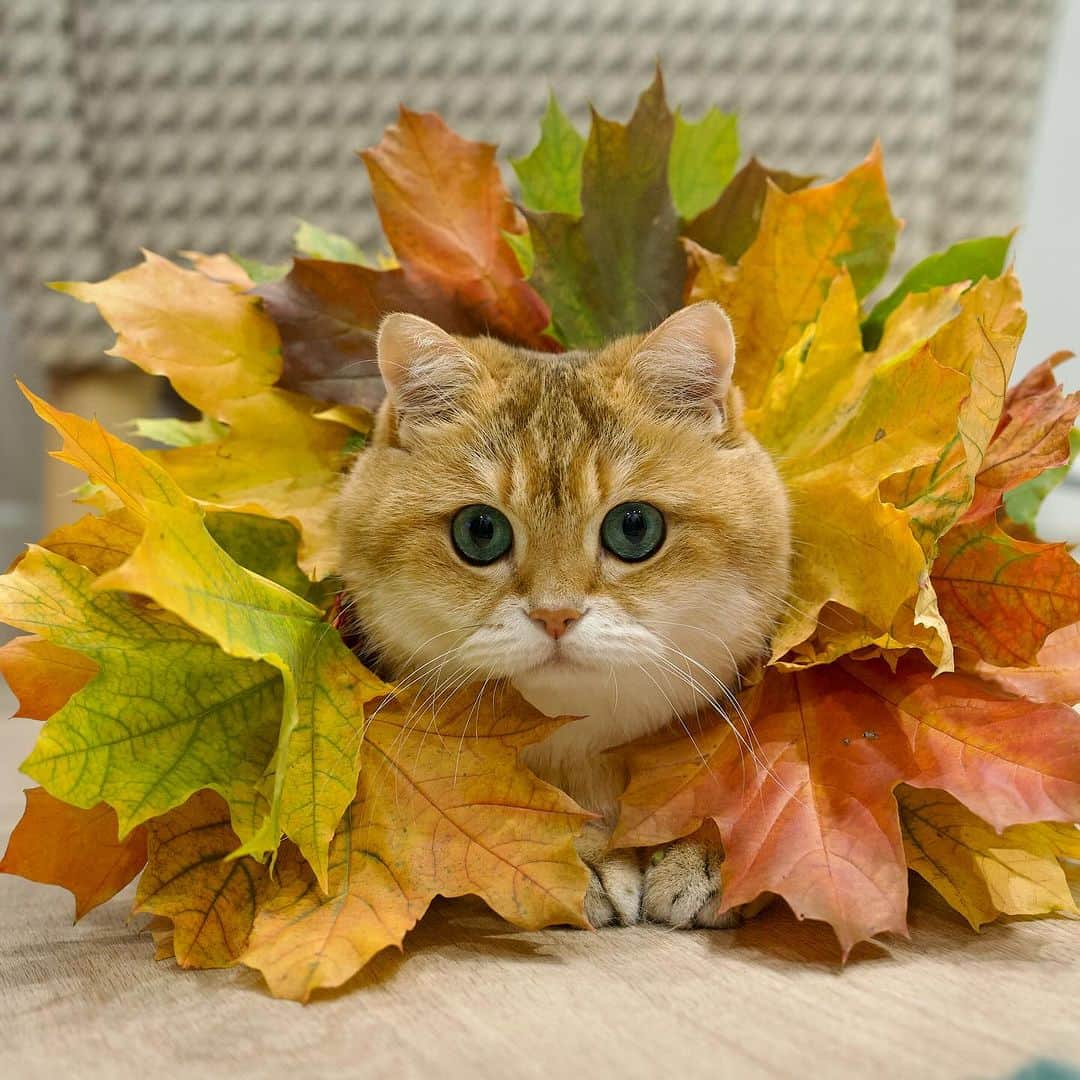 Hosicoさんのインスタグラム写真 - (HosicoInstagram)「Catching leaves in the autumn brings good luck. 🍁」10月8日 17時33分 - hosico_cat