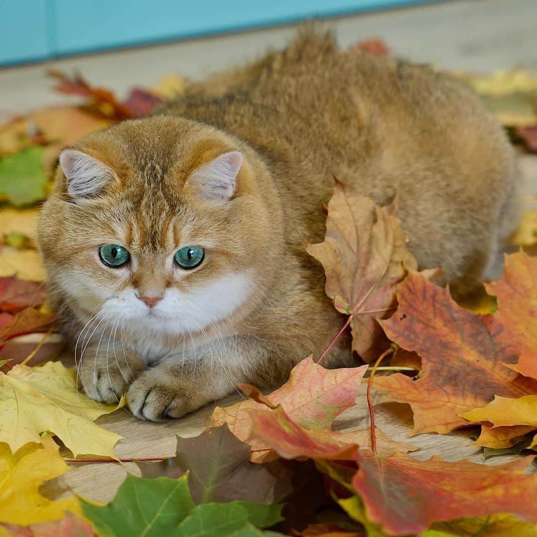 Hosicoのインスタグラム：「Catching leaves in the autumn brings good luck. 🍁」