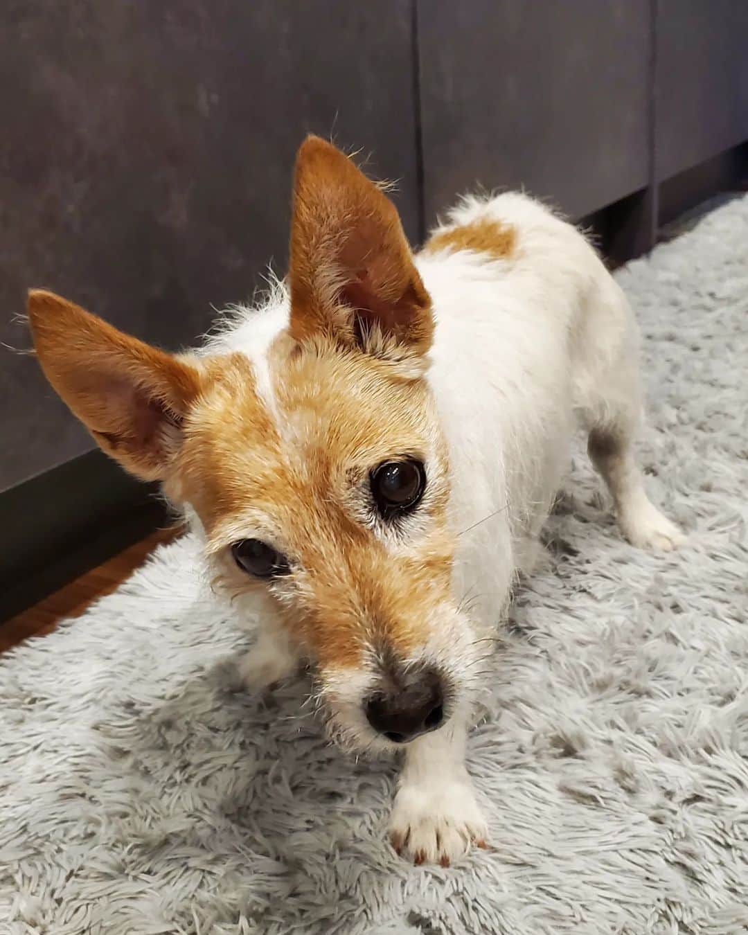 のインスタグラム：「愛犬テン  祝18才の誕生日❕  まだまだ、元気一杯に走りますよ❕  #愛犬#ジャックラッセルテリア#18才#愛犬せきの#老犬#誕生日#家族#愛してる#長生き#犬#」