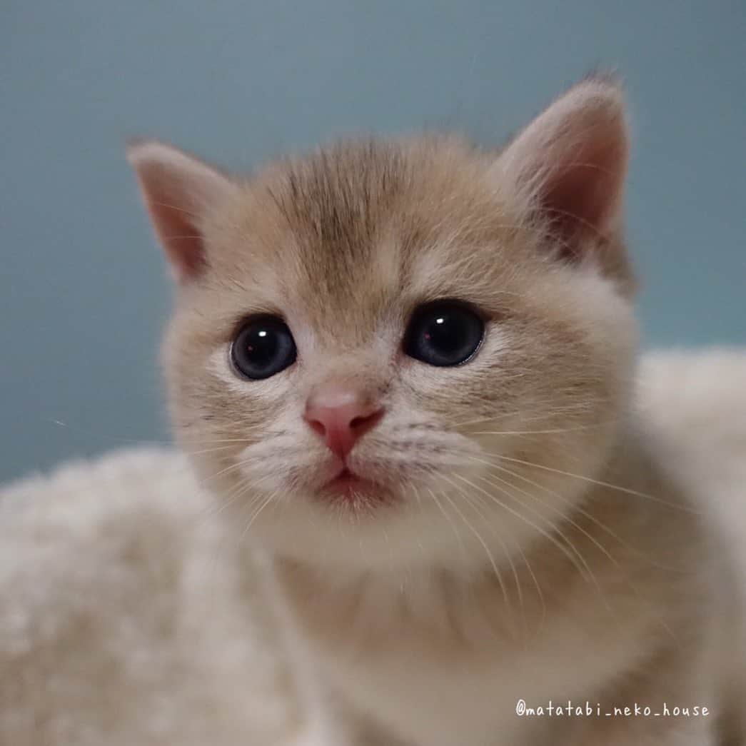 旅猫かあさんのインスタグラム：「🌞BABY CAT  2023年9月2日生まれ  ブリティッシュショートヘア  【長男くん】  ご家族さま募集中です✨  #またたび猫ハウス　#猫ブリーダー　#子猫販売 #ブリティッシュショートヘア #猫　#子猫　#こねこ　#にゃんすたぐらむ　#britishshorthair #cutepetclub #my_loving_pet #catsofgram #bestmeow #bestcats_oftheworld #cat_features #meowsandwoofs #mofmo #kittensofinstagram #adorable #excellent_cat #igcutest_animals #cat #instacat」