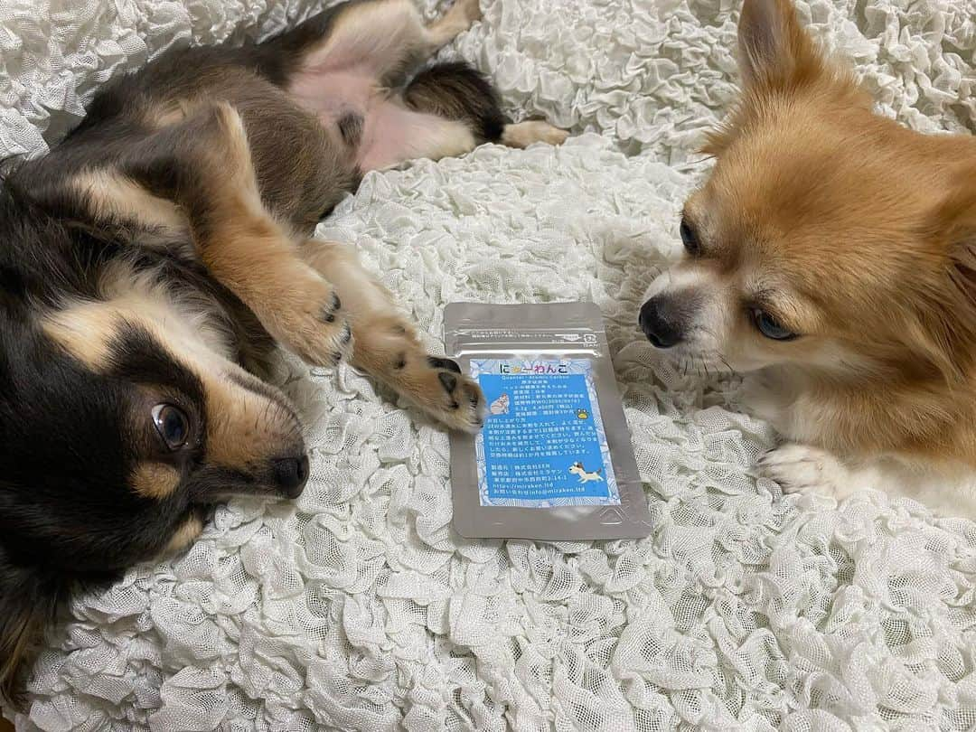 小泉留菜さんのインスタグラム写真 - (小泉留菜Instagram)「🐶🩵 . . 最近2歳になったぽちゃん🐺と 4歳のちょびん🦊 . . ペットの健康を考えた 国際特許取得済の原子状炭素✨ アトミックカーボンが主成分で完全無添加の国産で 超抗酸化水と呼ばれている 愛犬愛猫の健康免疫力の維持サポートをしてくれるよ🥹✨ . . お水に混ぜるだけで約1ヶ月もつのすごい☺️✨ . . 健康のためのお水があるなんて 知らなかったから出会えて嬉しい🐶👏🏻 #prにゃーわんこ @animal_nyaawanko #にゃーわんこ  #チワワ #ロングコートチワワ #チワワのいる暮らし #いぬ #いぬすたぐらむ #いぬのいる暮らし #いぬバカ部 #いぬすきさんと繋がりたい🐶 #愛犬 #愛犬との暮らし　#ちわすたぐらむ #ちわわ部 #ちわわ大好き　#デカチワワ #dog #dogstagram #followｍe #ちょびん #ぽちゃん」10月8日 18時24分 - runa_tyobin