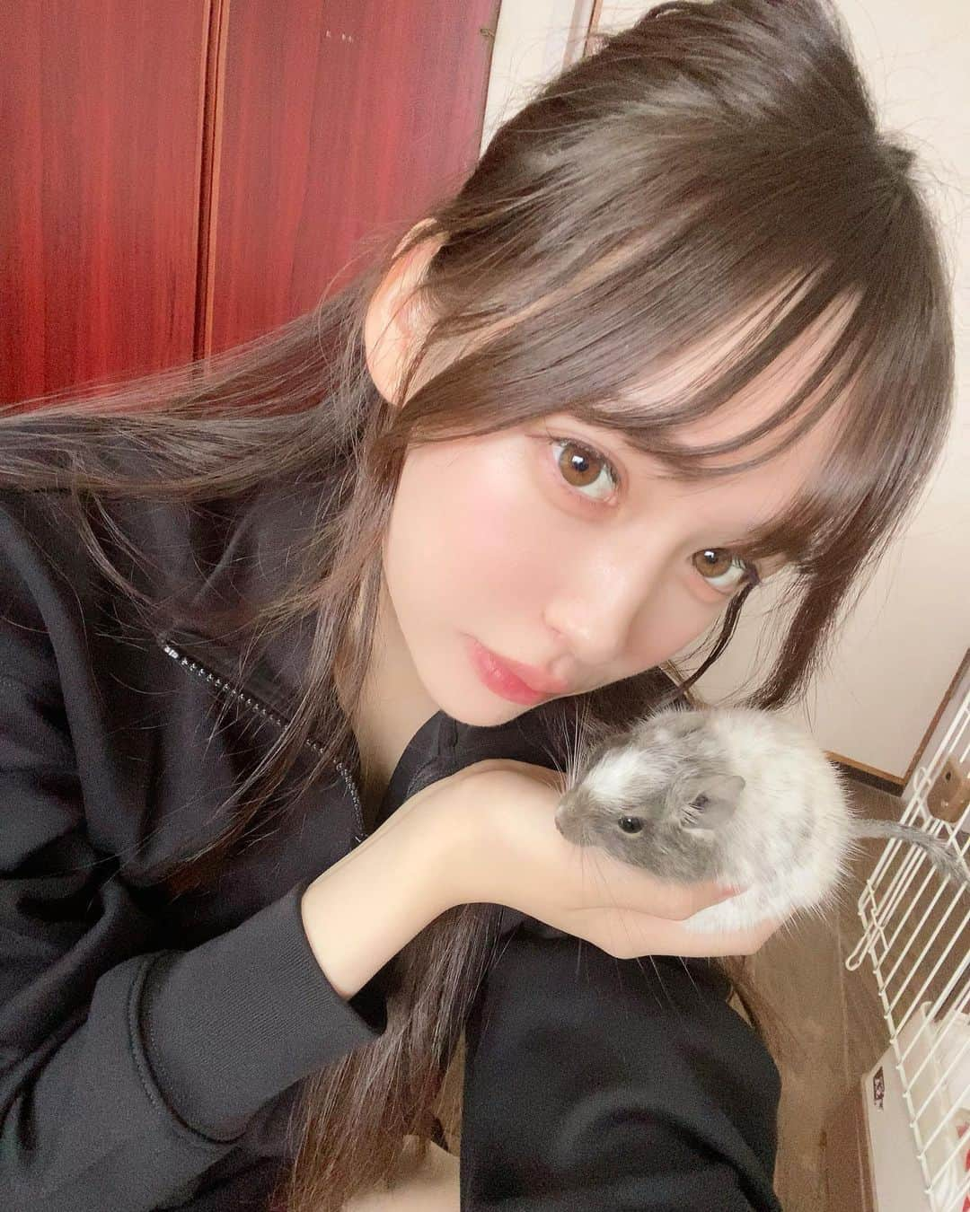 ナタリア聖奈のインスタグラム：「・ かわいしゅぎるルークぽん( ᵒ̴̶̷̤-ᵒ̴̶̷̤ )  1歳の甘えん坊さんだよ🫶🏻🐭 甘やかし過ぎてとてもワガママで超絶ツンデレです(^-^)   #デグー #デグーのいる生活 #小動物」