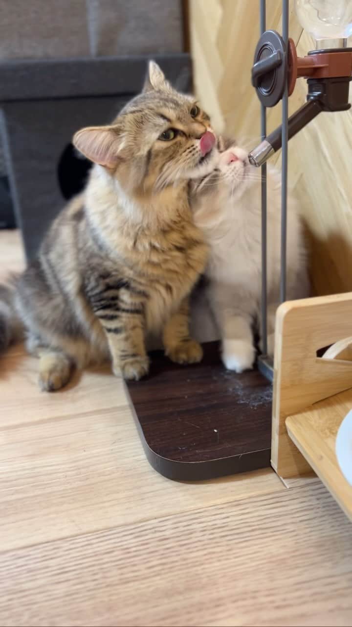 kougeishaのインスタグラム