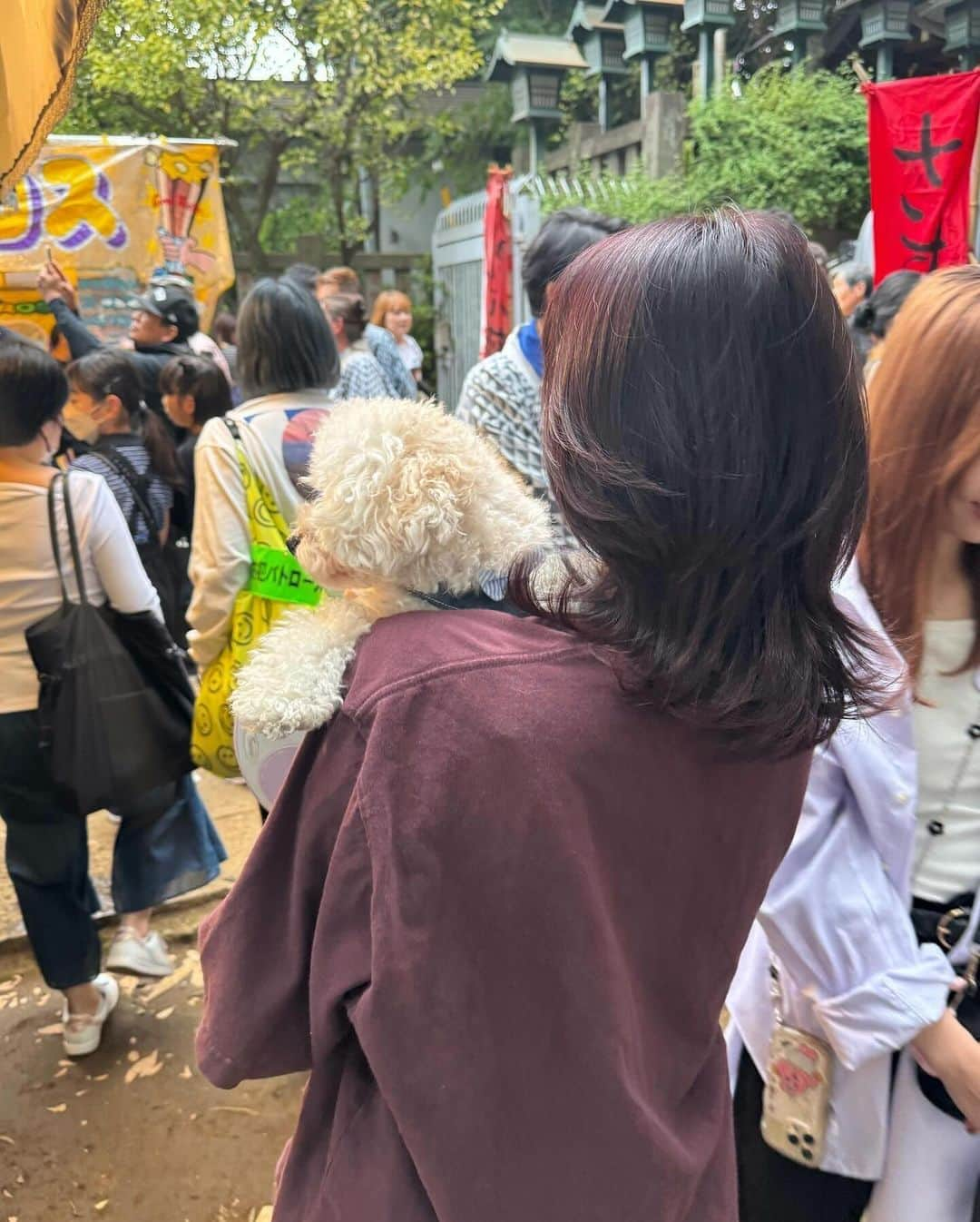 ききまるさんのインスタグラム写真 - (ききまるInstagram)「お祭り🐶🏮 . 梅子と一緒に太子堂のお祭りに♡ . 屋台もたくさんあって 人もそんなに多くなくて 御神輿でわいわいしてて ほっこりした〜 お祭り大好き🤍  . . 髪色天才 @onasu110  . . . #わんことお出かけ #わんことおでかけ #わんこと一緒 #わんことドライブ #わんことの暮らし #わんこと一緒 #わんことの幸せな日常 #わんこすたぐらむ #まるぷー　#マルプー連合 #マルプーふわもこ隊 #マルプー愛好家 #」10月8日 18時40分 - kikigram_97