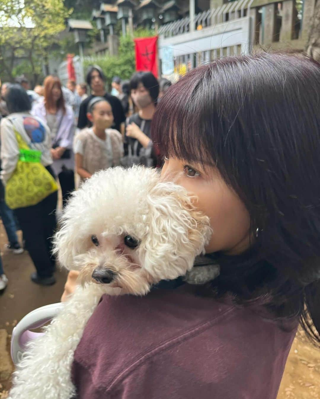 ききまるさんのインスタグラム写真 - (ききまるInstagram)「お祭り🐶🏮 . 梅子と一緒に太子堂のお祭りに♡ . 屋台もたくさんあって 人もそんなに多くなくて 御神輿でわいわいしてて ほっこりした〜 お祭り大好き🤍  . . 髪色天才 @onasu110  . . . #わんことお出かけ #わんことおでかけ #わんこと一緒 #わんことドライブ #わんことの暮らし #わんこと一緒 #わんことの幸せな日常 #わんこすたぐらむ #まるぷー　#マルプー連合 #マルプーふわもこ隊 #マルプー愛好家 #」10月8日 18時40分 - kikigram_97