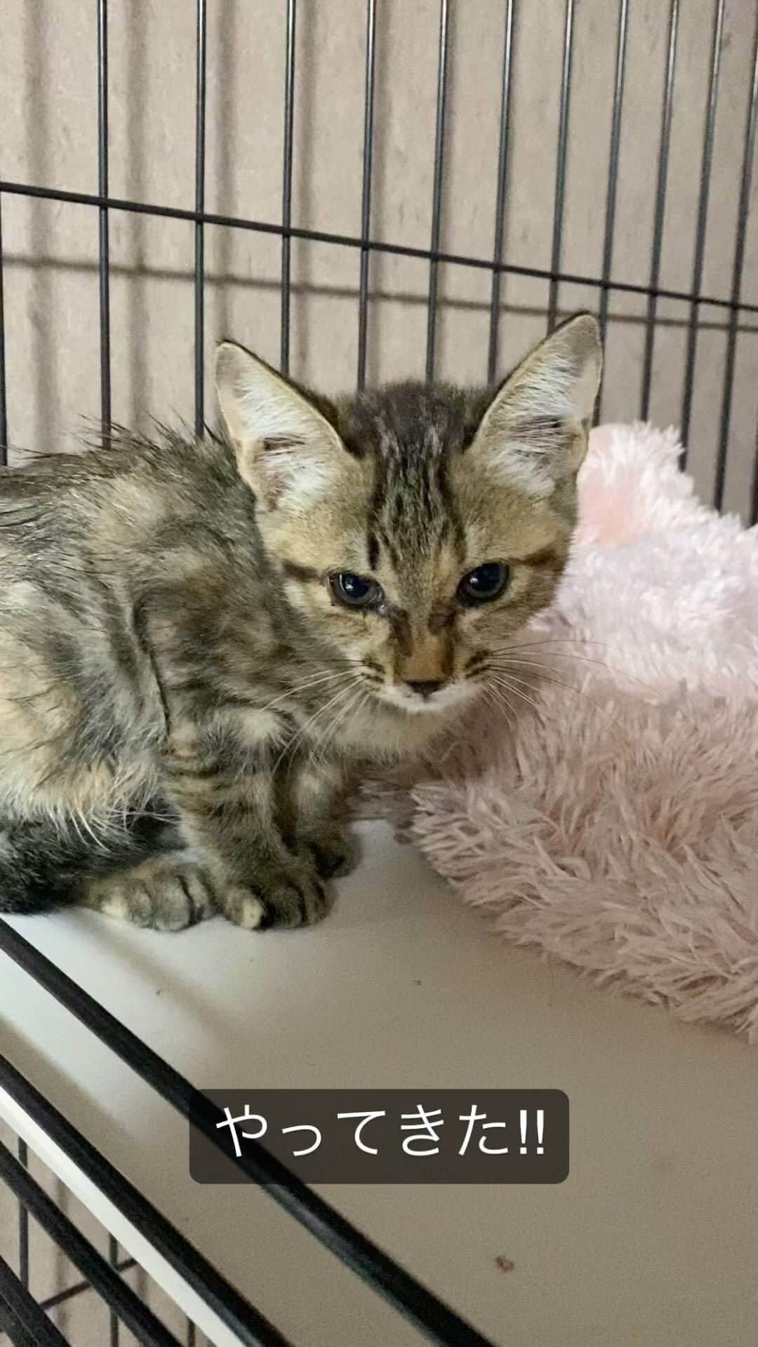 猫カフェきぶん屋のインスタグラム：「風邪ひき子猫がやってきた🤧 三毛猫のいたのコロニーの現場の子ですが、他にも風邪ひいた子猫がいて早く捕獲器に入ってほしいです🥺  🙏皆様にお願い🙏  いいねだけでなく、右下の保存ボタンを押してもらえると嬉しいです。  すごい勢いでフォロワーさんが増えて、情報が届けやすくなります。  ベジニャンシリーズ食べて応援してください🍛🍜🍝 https://kenkoshukan.stores.jp/  リラポ申請で10%還元中‼︎  https://relapo.jp/products/shop/kaetemiyou  プロフィールのハイライトから進めます‼️   お店のご来店は完全予約制にしておりますのでメッセージかお電話ください😊 兵庫県宝塚市、阪急小林駅より徒歩6分   #猫　#ねこ　#ネコ　#保護猫　#猫動画 #保護猫と暮らす　#保護猫を家族に　#ねこのいる生活　#ねこのいる幸せ　#ねこちゃんホンポ　#ねこすたぐらむ　#にゃんすたぐらむ」