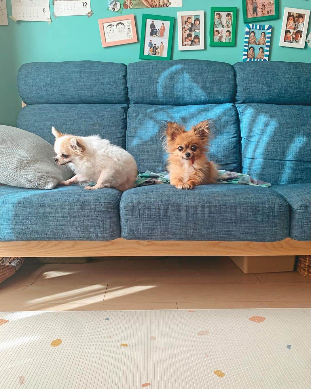 むらたさきさんのインスタグラム写真 - (むらたさきInstagram)「♡♡ ． いつもとっ散らかっていて 公開断念していたリビング🏠🐶👦🧹 ． 久々にちょっと片付いたので記録📷♡ (でも、見せられるのここだけ…☝️🤣爆) ． ． 夏の間は キャンプ用のマットを敷いていた(😂)くらいに もう長らくラグ迷子すぎたわが家に、 @parklon_carino_carino がやってきました〜🫶🥳✨ ． ． 滑らず1枚で敷ける、 しっかり厚みのあるクッションマットで、 さっと拭ける防水素材が 子どもや🐶🐶の粗相にも対応できてストレスフリーだし、 床暖＆ホットカーペットもOKなので、 季節を選ばず使い続けられるのも💯だ〜✌️🥰💮 ． よだれや吐き戻しで 毎週ラグの洗濯に追われていた、 子どもたちが赤ちゃんの頃から敷いておきたかったな〜♡♡と ちょっと後悔しているくらいに(😂💘)、 かなり使い勝手よい👌😘 ． ． 防菌、防臭、防カビ仕様で、 ダニの繁殖も99.9％抑制してくれるそう🧼🫶🐰 ． ． ． サイズも豊富で、 わが家はM／190cm × 130cm (厚み1.2cm) にしました💡☺️ ↑ 肉は十分についとるのに🐷、 左右に流れて(？)座る部分のお肉は薄くなって 長時間座っているとジリジリと痛い 母のおしり(この体感、伝わるかな🍑😂笑？)には ありがたい厚み🙏😉✨ ． ． リバーシブルで、 この裏はシンプルなベージュのラグデザイン🦊♡ (8枚目) ． ． ． わが家は騒音指数も高そう😭なので、 もちもちクッションの防音効果にも期待している〜🙇‍♀️♡ ． ． ． ． ． ． ．  #10歳 #7歳 #4歳 #三兄弟 の三男👦 ． #子育て #男の子ママ  #犬のいる暮らし #プレイマット  #ベビーマット #カーペット  #ベビーグッズ #赤ちゃんグッズ  #育児グッズ #赤ちゃん用品  #carinocarino」10月8日 19時17分 - muratasaki