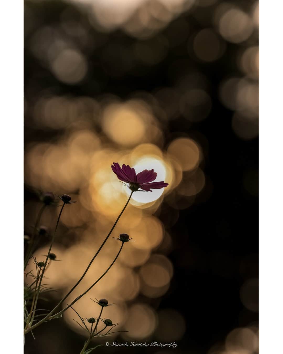 花の写真館のインスタグラム：「Photo by 白石 裕孝. . Original Post[投稿いただいたURL] https://www.facebook.com/photo.php?fbid=3022955124517268 . 本アカウントは、 #私の花の写真 をつけてInstagramに投稿された皆さまの花の写真や、「花の写真館」Facebookページで投稿された花の写真を紹介します。 「花の写真館」Facebookページは、「 @floral.photograph 」のプロフィールにあるURLからご覧ください。 . ※各種法令、マナー、関係者の指示に従った撮影をお願いします。 *Please ensure that your photography adheres to all relevant laws, etiquette, and instructions issued by authorized persons. ※本アカウントは東京カメラ部がFacebook、Instagramのサービスを利用して運営しているもので、Meta社・Instagramとは一切関係ありません。 . #花の写真館 #floralphotograph #floralphoto #flower #flowers Follow: @floral.photograph」