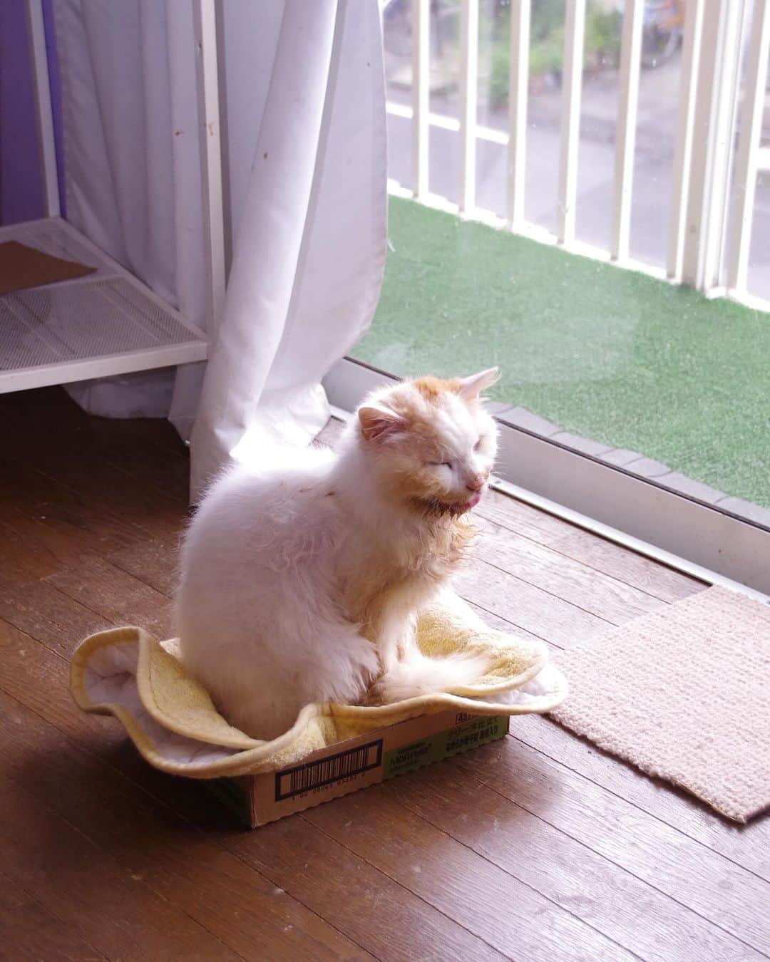 Kachimo Yoshimatsuのインスタグラム：「窓辺のおかき  #うちの猫ら #猫 #ねこ #okaki #ニャンスタグラム #にゃんすたぐらむ #ねこのきもち #cat #ネコ #catstagram #ネコ部 http://kachimo.exblog.jp」