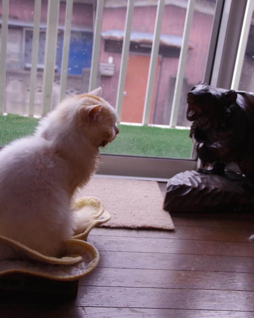 Kachimo Yoshimatsuさんのインスタグラム写真 - (Kachimo YoshimatsuInstagram)「窓辺のおかき  #うちの猫ら #猫 #ねこ #okaki #ニャンスタグラム #にゃんすたぐらむ #ねこのきもち #cat #ネコ #catstagram #ネコ部 http://kachimo.exblog.jp」10月8日 19時41分 - kachimo