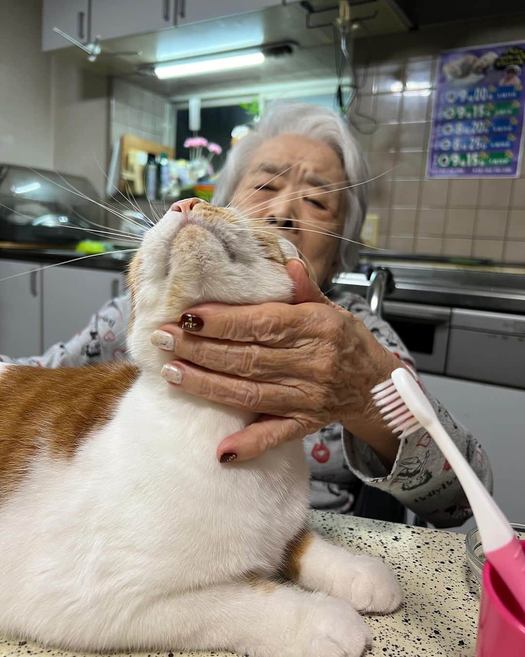 Kachimo Yoshimatsuのインスタグラム：「バーバとおいなりちゃん。 毎日好き好き  #うちの猫ら #猫 #ねこ #oinari #バーバ #ニャンスタグラム #にゃんすたぐらむ #ねこのきもち #cat #ネコ #catstagram #ネコ部 http://kachimo.exblog.jp」