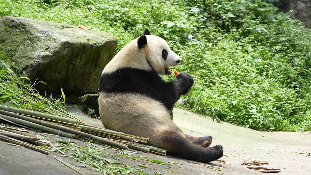 のインスタグラム：「One carrot a day, keeps the sorrow away. That's why I love carrot so much. (Jia Bao) 🐼 🐼 🐼 #Panda #iPanda #Cute #HiPanda #CCRCGP   For more panda information, please check out: https://en.ipanda.com」