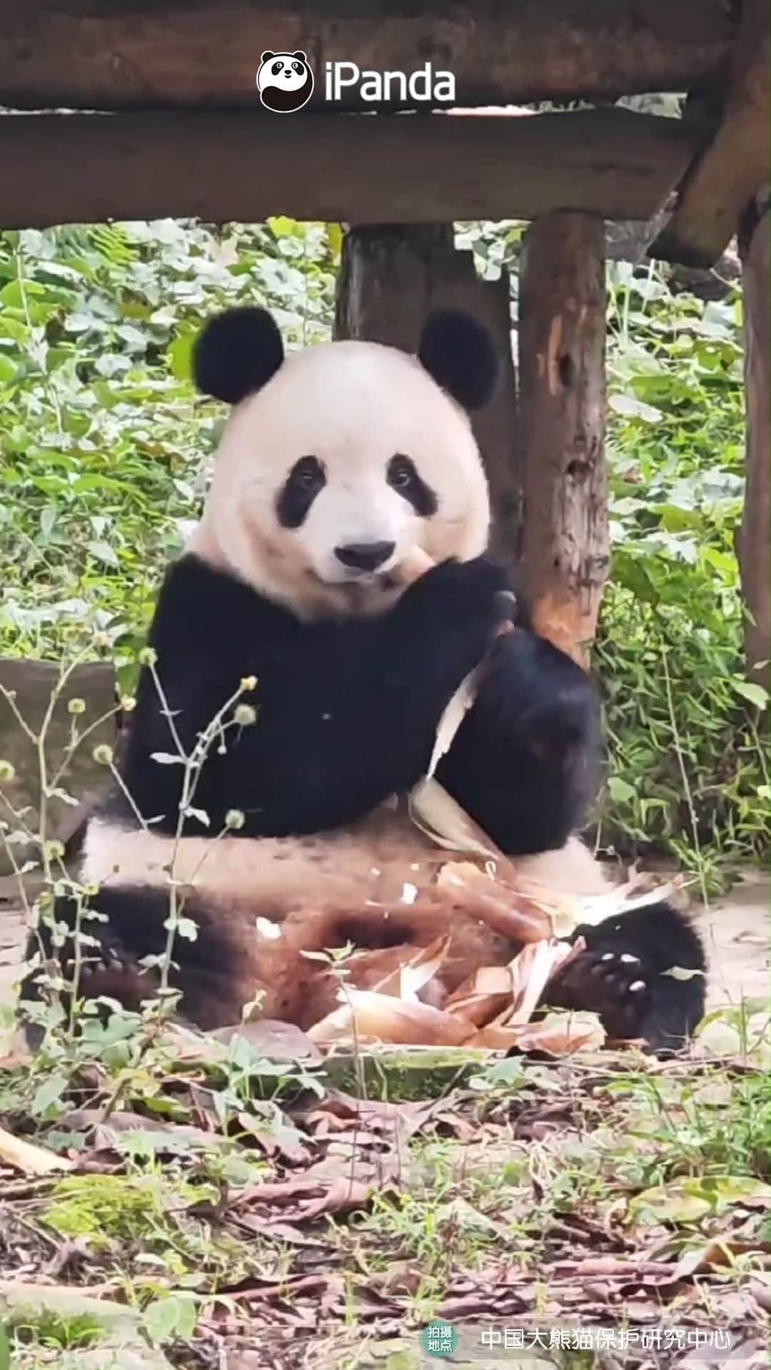 のインスタグラム：「Giant panda Xiang Xiang made her public debut after returning to China at the Bifengxia Base of CCRCGP. Xiang Xiang enjoys her bamboo feast and lives a carefree life.  (Video credit: China Conservation and Research Centre for the Giant Panda) 🐼 🐼 🐼 #Panda #iPanda #Cute #CCRCGP #PandaMoment #FriendshipMessenger #ReturnOfPandas  For more panda information, please check out: https://en.ipanda.com」