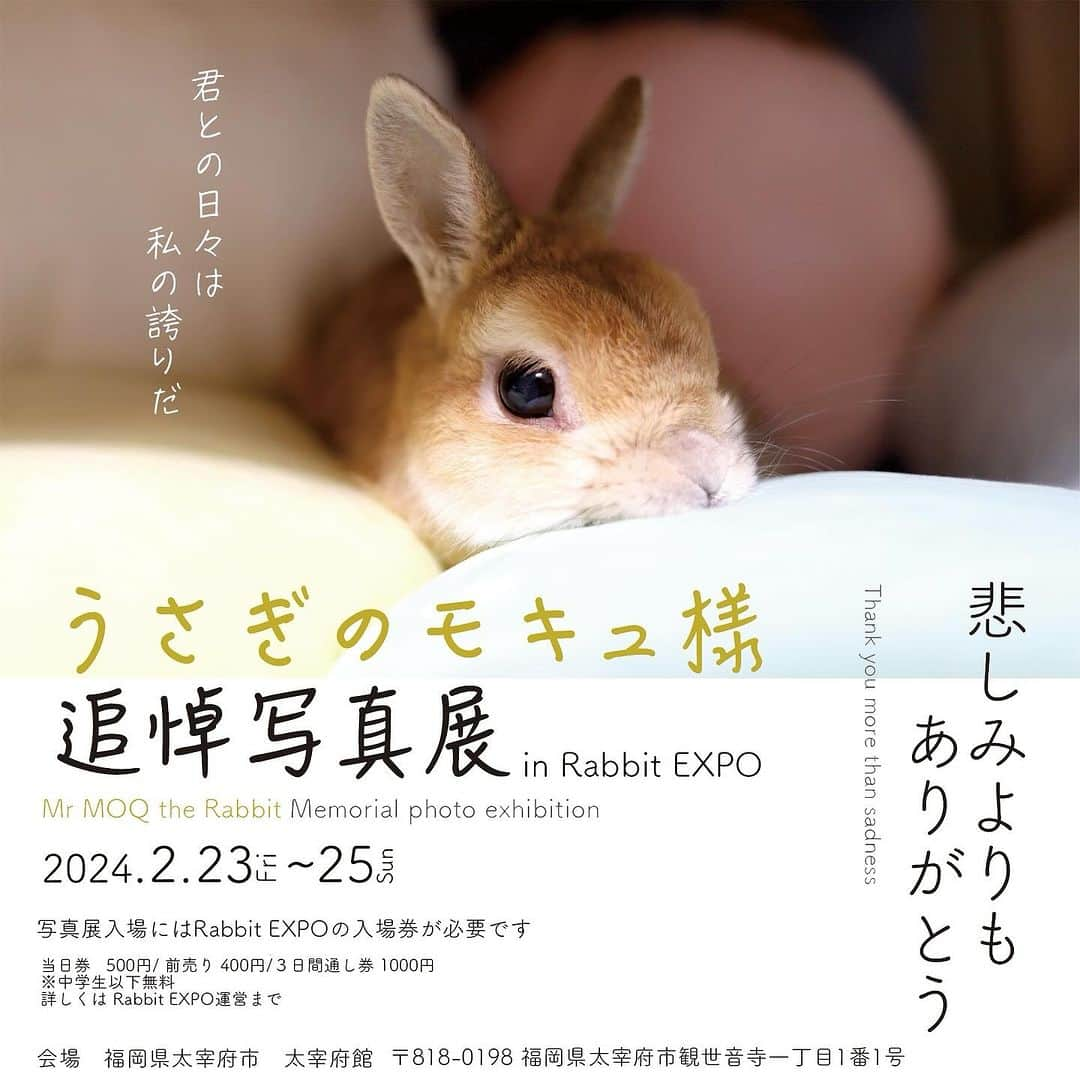 モキュさんのインスタグラム写真 - (モキュInstagram)「うさぎのモキュ様 追悼写真展 in Rabbit EXPO  開催決定✨  先月、名古屋で開催しました モキュの追悼写真展ですが Rabbit EXPO の主催者さまが 来場してくださって  来年開催のRabbit EXPO での展示を 希望してくださいました😭  私が愛知在住なので 名古屋で開催するのが限界でしたが こうして、福岡でも開催出来る事を とても！嬉しく思います！  モキュの14年と2ヶ月 その姿を通して うさぎと共に生きる事とは  それを感じていただけると嬉しいです  Rabbit EXPO 開催中は わたしも会場にお邪魔しておりますので ぜひ会場に足を運んでみてください！  2024年2月23日から25日 福岡県太宰府市 太宰府館にて開催  詳しくは @rabbit_expo」10月8日 20時44分 - moqsama