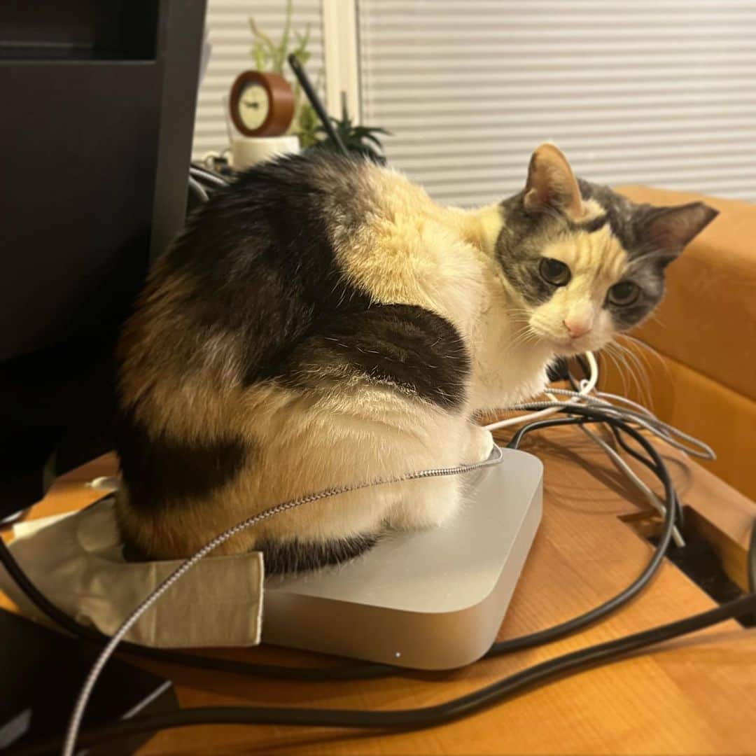 池沢理美のインスタグラム：「もなたん、 あったかいお座布団を 見つけたみたい  …て、それかーさんの大事な Mac miniなんだよね…(汗)  #猫 #ねこ #猫のいる暮らし」