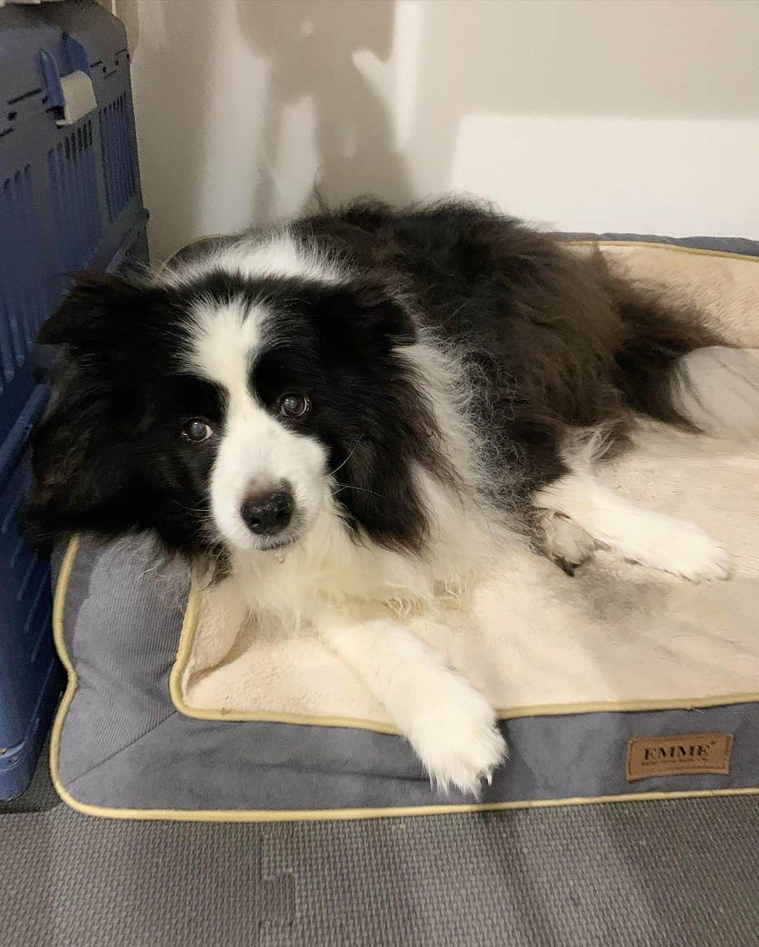 犬バカ部宣伝部長のインスタグラム：「そらちゃんがついに🥺 冬用マットで寝出したー⤴︎🐼 これは季節を知らせる大事なポイントであって。🤣 冬が近くまで来てる証拠🤣❤️ ⁡ ってまだ夏用のマットも使いますが。 冬用使ってたのが嬉しすぎて🤣🤣🤣 ⁡ 飼い主が窓開けて寝てるからやね🤣 ⁡ #犬バカ部 #bordercollie #ボーダーコリー #dog #犬 #白黒 #そら #ふにゃボダ部 #ボダ娘」