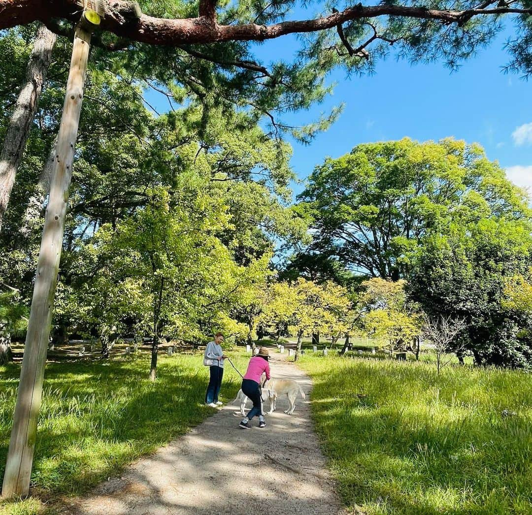 小林万希子さんのインスタグラム写真 - (小林万希子Instagram)「・  先日は朝から京都へ  生放送なので絶対遅れられなくて！！ JRの遅延も考慮して かなり早くに出ないといけないのですが  でも、早い番組ではたくさんの方と局でお会いできるから 嬉しいんです♪  この仕事を始めてすぐに「さわやか宇治」「競馬中継」等でお世話になったKBS京都✨ そこからもずーっと何かしらのお仕事でご縁があって 軽く20年以上になるので、お仕事をご一緒した懐かしいお顔が多くて💕  といっても、その時現役でバリバリだった方々は 偉くなられてあまり現場にはいらっしゃらないのですが😁  お話できて嬉しかったです〜♪  帰りはいつものように御所を歩いてパワーをいただき✨  菅原院天満宮神社⛩️て合格祈願💮✨🙏 (もはや、何回目の神頼み？🤣)  午前中の内に大阪へ移動しないといけなかったので 小川珈琲でチャチャっとモーニングをいただき🥪☕️✨ 大阪へ🚃  毎回ちょっとした小旅行  今回の京都も楽しかったです💓😉  #京都  #kbs京都ラジオ  #ほっかほかラジオ  #生放送  #遅れるわけにはいかない ！ #早めに到着  #長くお世話になってます 🙏 #気候のいい時期  #さわやかな朝  #京都御所  #パワースポット  #菅原院天満宮神社  #合格祈願  #絵馬に願ひを  #神頼み  #よろしくお願いします ✨✨」10月8日 20時57分 - macky1218