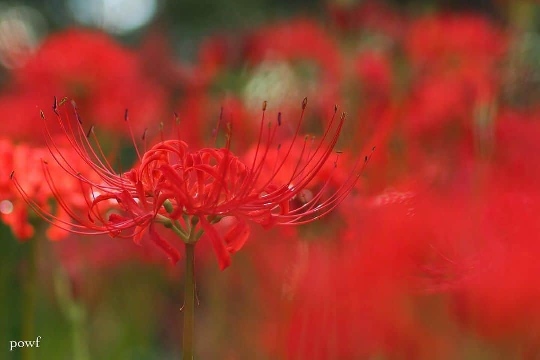 anemone_69さんのインスタグラム写真 - (anemone_69Instagram)「. . #ヒガンバナ #彼岸花 #曼珠沙華 #spiderlily . . .」10月8日 21時06分 - powf