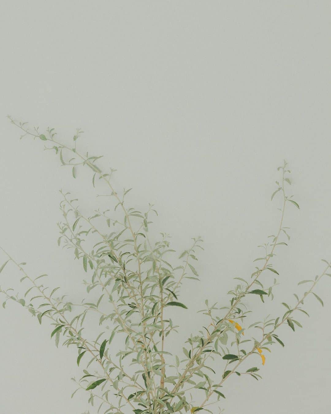 オブレクトのインスタグラム：「Miyako Takayama × oblekt 好評発売中です🌿  今回は【季節を揺蕩う。服をまとう。】をテーマに、組み合わせ次第で、移ろう季節をまるごと楽しむアイテムたち。 都さんのこだわりが沢山詰まっています✨  スペシャルサイトも公開中です。  詳しくはoblekt 公式オンラインストアをご覧ください🌱  Special thanks  Photographs - Yutaro Yamane @yutaroyamane   #oblekt #オブレクト #高山都 さん #高山都さんコラボ」
