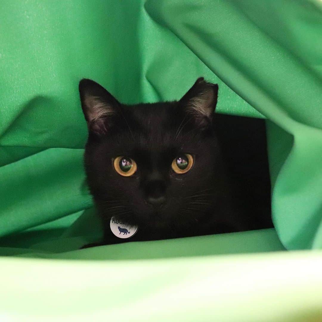Nahoのインスタグラム：「床に布置いとけば大体潜ってます。  #こじホイホイ #KOJIROU#黒猫#blackcat#catoftheday #instacat_meows  #ねこ部 #냥스타그램 #캣스타그램 #cat #猫 #ネコ #ねこ #고양이  #catlover #instacat #cutecat #catstagram #lovecat #CAT」