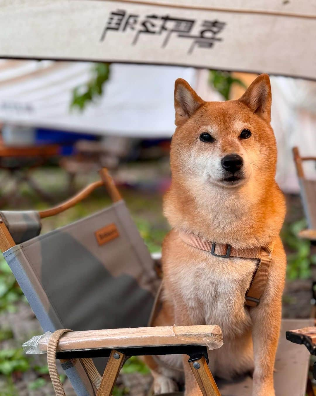 Coffeeさんのインスタグラム写真 - (CoffeeInstagram)「第1次高緯度露營⛺️ #第8露⛺️ at 武嶺/合歡山附近 #coffee_and_apple #13歲咖啡」10月9日 7時54分 - coffee_and_apple