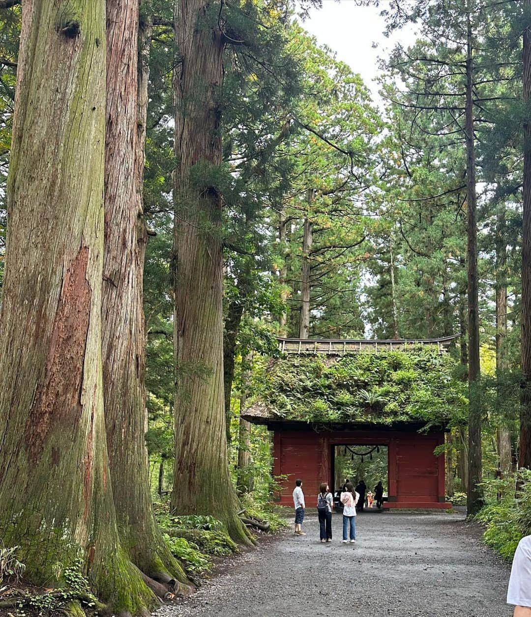 坂本夏海さんのインスタグラム写真 - (坂本夏海Instagram)「エネルギーチャージ ⛩🌲   #戸隠神社 #戸隠 #長野 #長野観光  #長野県」10月8日 23時10分 - _nami_sakamoto