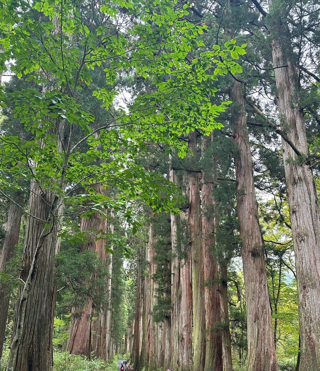 坂本夏海さんのインスタグラム写真 - (坂本夏海Instagram)「エネルギーチャージ ⛩🌲   #戸隠神社 #戸隠 #長野 #長野観光  #長野県」10月8日 23時10分 - _nami_sakamoto