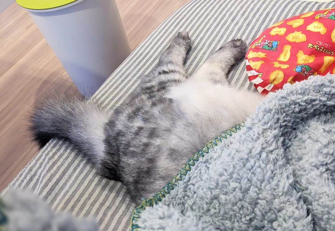 松原真琴のインスタグラム：「ブランケット出したらすぐこうなった猫」