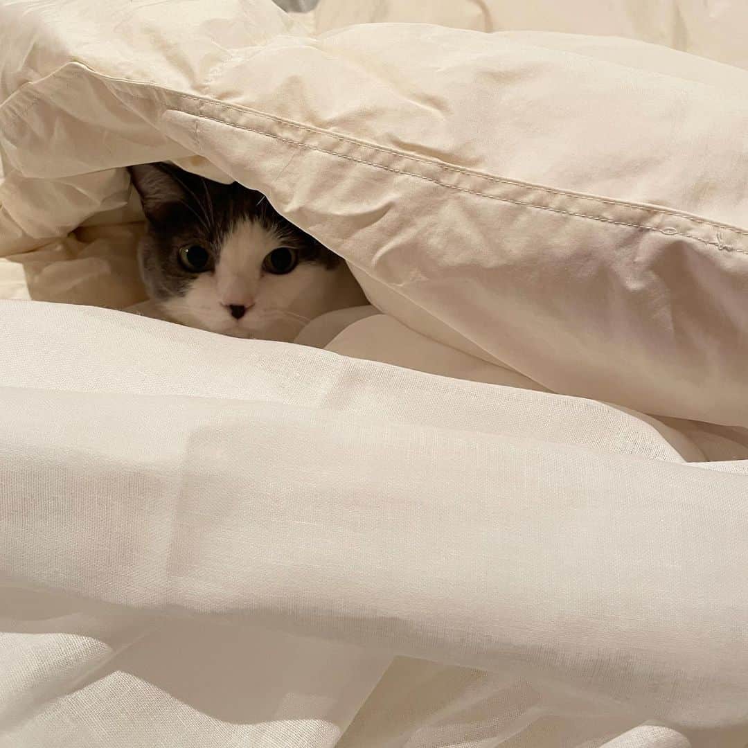 猫ラボのインスタグラム：「昨日までタオルケットでしのいでたがようやく肌掛け布団を出した。からの、恒例カバー掛けじゃま祭り。」