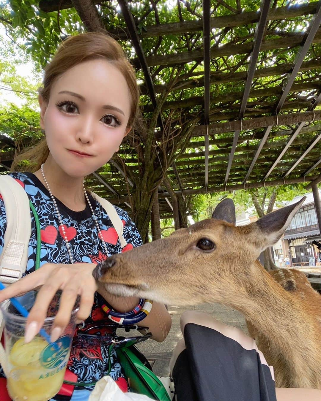 桜ゆみのインスタグラム：「宮島の鹿さん🦌 服もバッグもなんでもムシャムシャしてきて怖かった🫨 ビジュはかわいいのに🦌💕 あとマダニが怖い🫨🖤🖤  ずっと国内旅行って興味なくて。 とにかくヨーロッパいきたいー💕だったけど、 ねこさまファーストの暮らしになった結果、 国内の魅力に少しずつ気付けるようになったり🌹 良いことたくさん💕  人間って変わるんだなぁってびっくりしてる🫢  . #宮島観光」