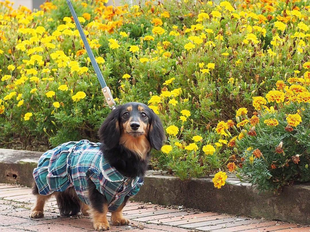 Sora Momoさんのインスタグラム写真 - (Sora MomoInstagram)「マリーゴールド🌼ともも🐶🐾 ☺︎ チェックのお洋服がよく似合って可愛いね💚💙 ☺︎ #お出かけ散歩#マリーゴールド#チェックのお洋服#よく似合ってる#秋らしくて可愛いね#handmadesyushuさん#可愛いお洋服ありがとう #歩く姿も可愛い#今日も親バカ #ダックス#ミニチュアダックス #dachshund #miniaturedachshund」10月8日 23時43分 - teratera_sorapu_