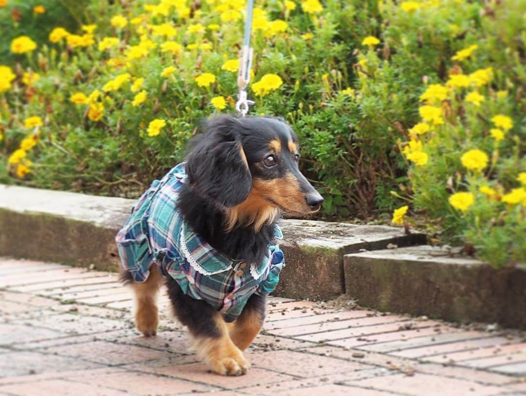 Sora Momoさんのインスタグラム写真 - (Sora MomoInstagram)「マリーゴールド🌼ともも🐶🐾 ☺︎ チェックのお洋服がよく似合って可愛いね💚💙 ☺︎ #お出かけ散歩#マリーゴールド#チェックのお洋服#よく似合ってる#秋らしくて可愛いね#handmadesyushuさん#可愛いお洋服ありがとう #歩く姿も可愛い#今日も親バカ #ダックス#ミニチュアダックス #dachshund #miniaturedachshund」10月8日 23時43分 - teratera_sorapu_