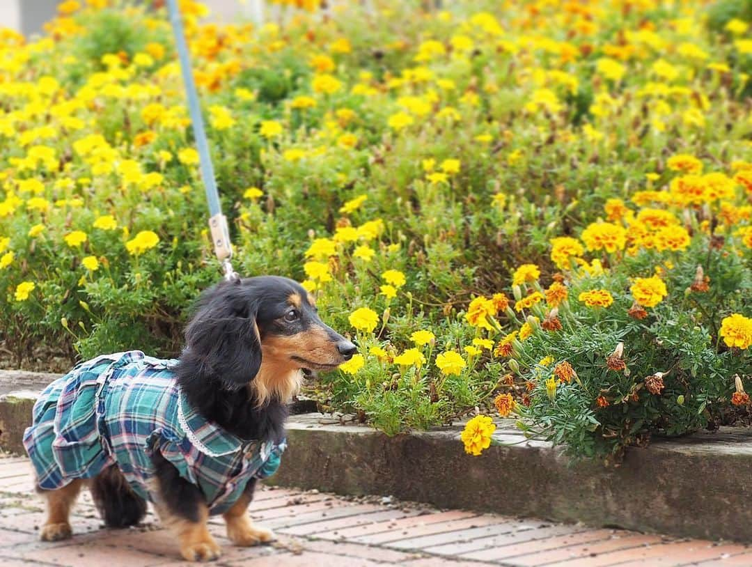 Sora Momoさんのインスタグラム写真 - (Sora MomoInstagram)「マリーゴールド🌼ともも🐶🐾 ☺︎ チェックのお洋服がよく似合って可愛いね💚💙 ☺︎ #お出かけ散歩#マリーゴールド#チェックのお洋服#よく似合ってる#秋らしくて可愛いね#handmadesyushuさん#可愛いお洋服ありがとう #歩く姿も可愛い#今日も親バカ #ダックス#ミニチュアダックス #dachshund #miniaturedachshund」10月8日 23時43分 - teratera_sorapu_