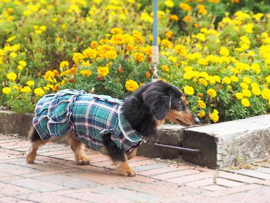 Sora Momoさんのインスタグラム写真 - (Sora MomoInstagram)「マリーゴールド🌼ともも🐶🐾 ☺︎ チェックのお洋服がよく似合って可愛いね💚💙 ☺︎ #お出かけ散歩#マリーゴールド#チェックのお洋服#よく似合ってる#秋らしくて可愛いね#handmadesyushuさん#可愛いお洋服ありがとう #歩く姿も可愛い#今日も親バカ #ダックス#ミニチュアダックス #dachshund #miniaturedachshund」10月8日 23時43分 - teratera_sorapu_