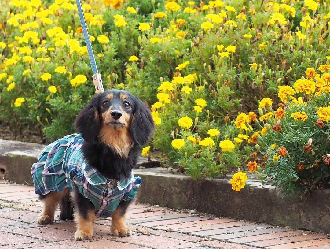 Sora Momoさんのインスタグラム写真 - (Sora MomoInstagram)「マリーゴールド🌼ともも🐶🐾 ☺︎ チェックのお洋服がよく似合って可愛いね💚💙 ☺︎ #お出かけ散歩#マリーゴールド#チェックのお洋服#よく似合ってる#秋らしくて可愛いね#handmadesyushuさん#可愛いお洋服ありがとう #歩く姿も可愛い#今日も親バカ #ダックス#ミニチュアダックス #dachshund #miniaturedachshund」10月8日 23時43分 - teratera_sorapu_