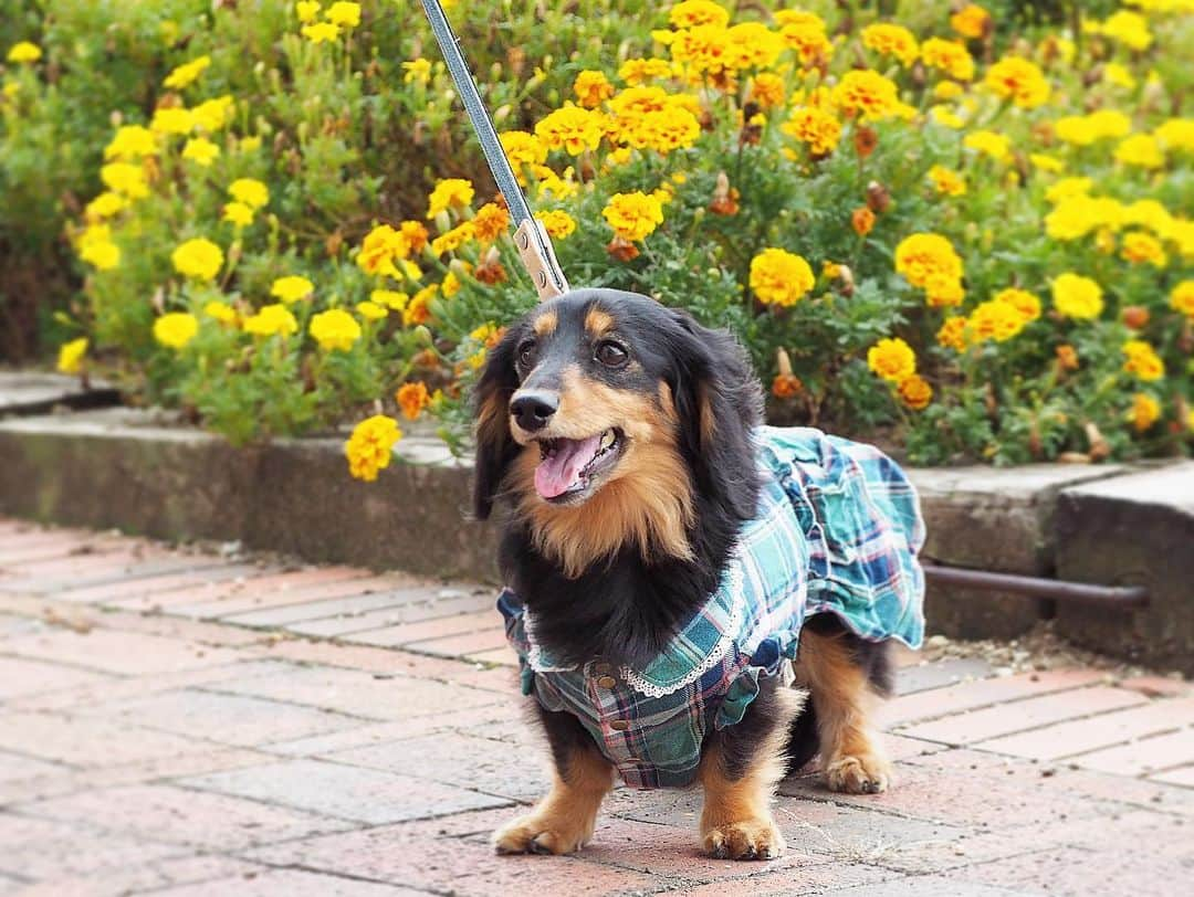 Sora Momoさんのインスタグラム写真 - (Sora MomoInstagram)「マリーゴールド🌼ともも🐶🐾 ☺︎ チェックのお洋服がよく似合って可愛いね💚💙 ☺︎ #お出かけ散歩#マリーゴールド#チェックのお洋服#よく似合ってる#秋らしくて可愛いね#handmadesyushuさん#可愛いお洋服ありがとう #歩く姿も可愛い#今日も親バカ #ダックス#ミニチュアダックス #dachshund #miniaturedachshund」10月8日 23時43分 - teratera_sorapu_