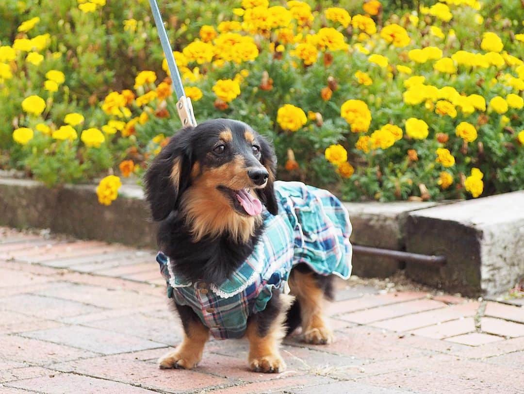 Sora Momoのインスタグラム：「マリーゴールド🌼ともも🐶🐾 ☺︎ チェックのお洋服がよく似合って可愛いね💚💙 ☺︎ #お出かけ散歩#マリーゴールド#チェックのお洋服#よく似合ってる#秋らしくて可愛いね#handmadesyushuさん#可愛いお洋服ありがとう #歩く姿も可愛い#今日も親バカ #ダックス#ミニチュアダックス #dachshund #miniaturedachshund」