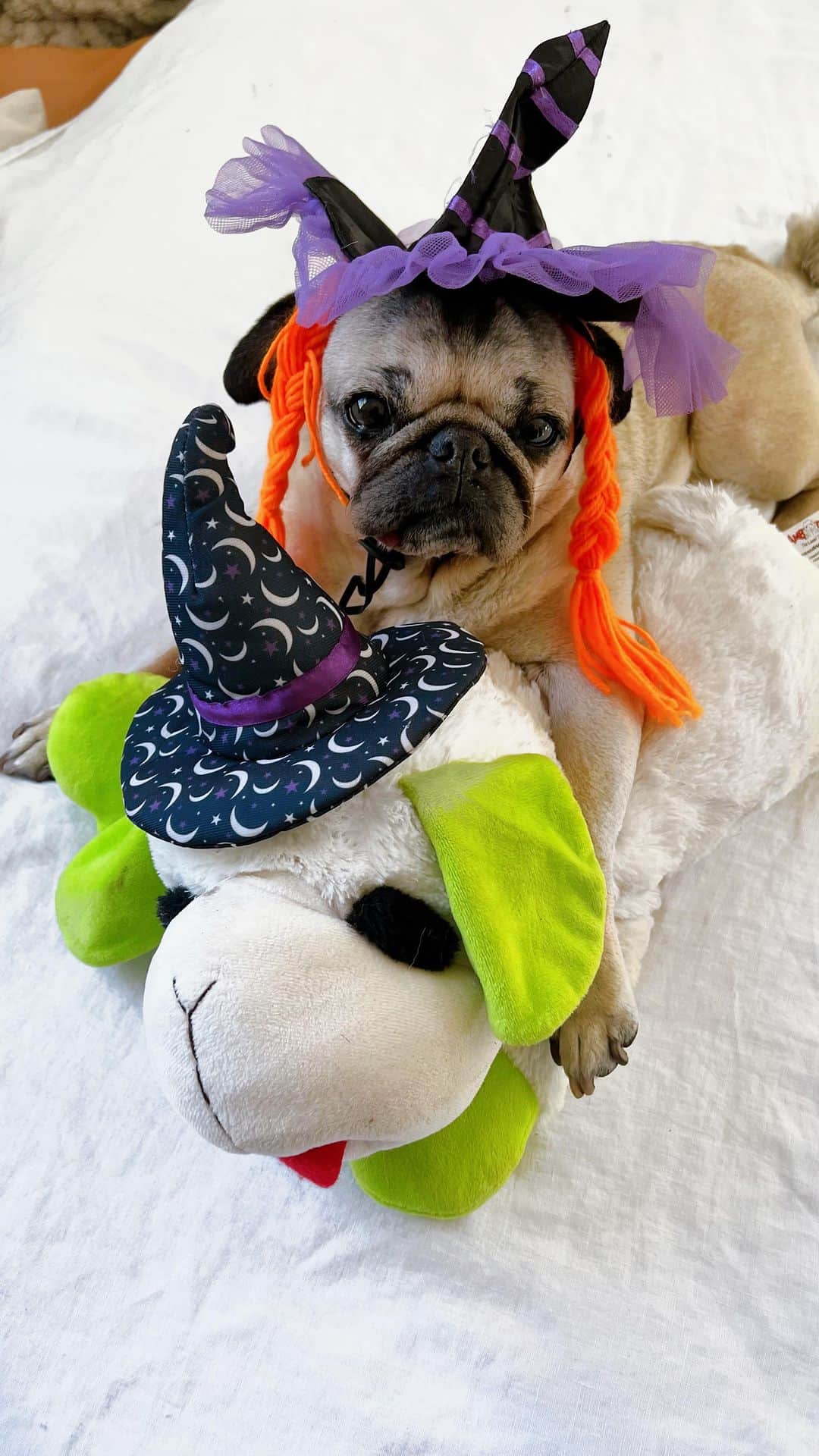 itsdougthepugのインスタグラム：「Surprising Doug with a Halloween lamby…as if he needs another one! 🎃」